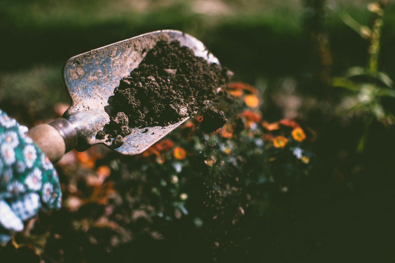 Starting a Garden in Your Backyard