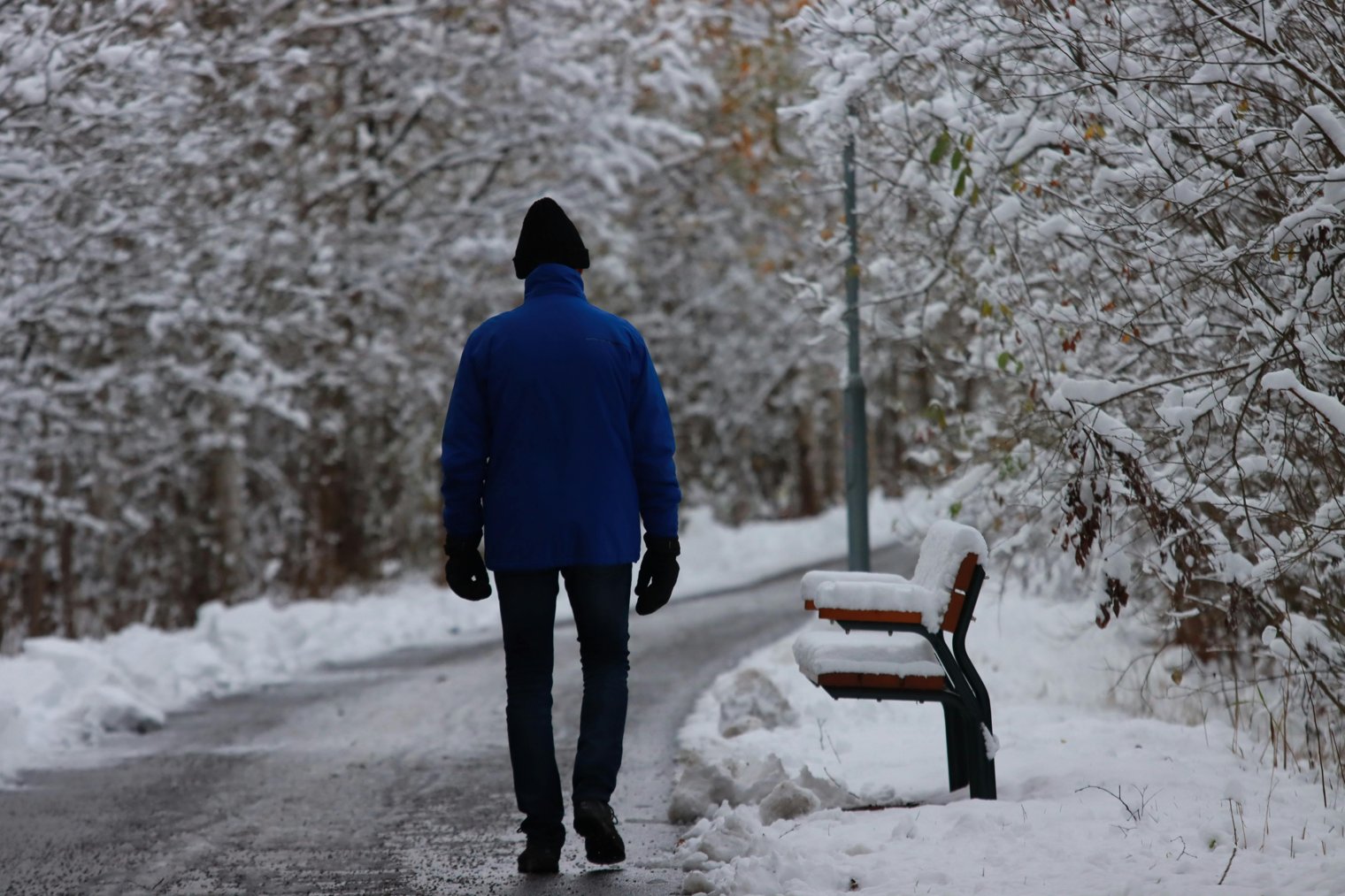 Walking Through a Snow-Covered Forest Path at Dawn, The Trees Sparkling with Frost