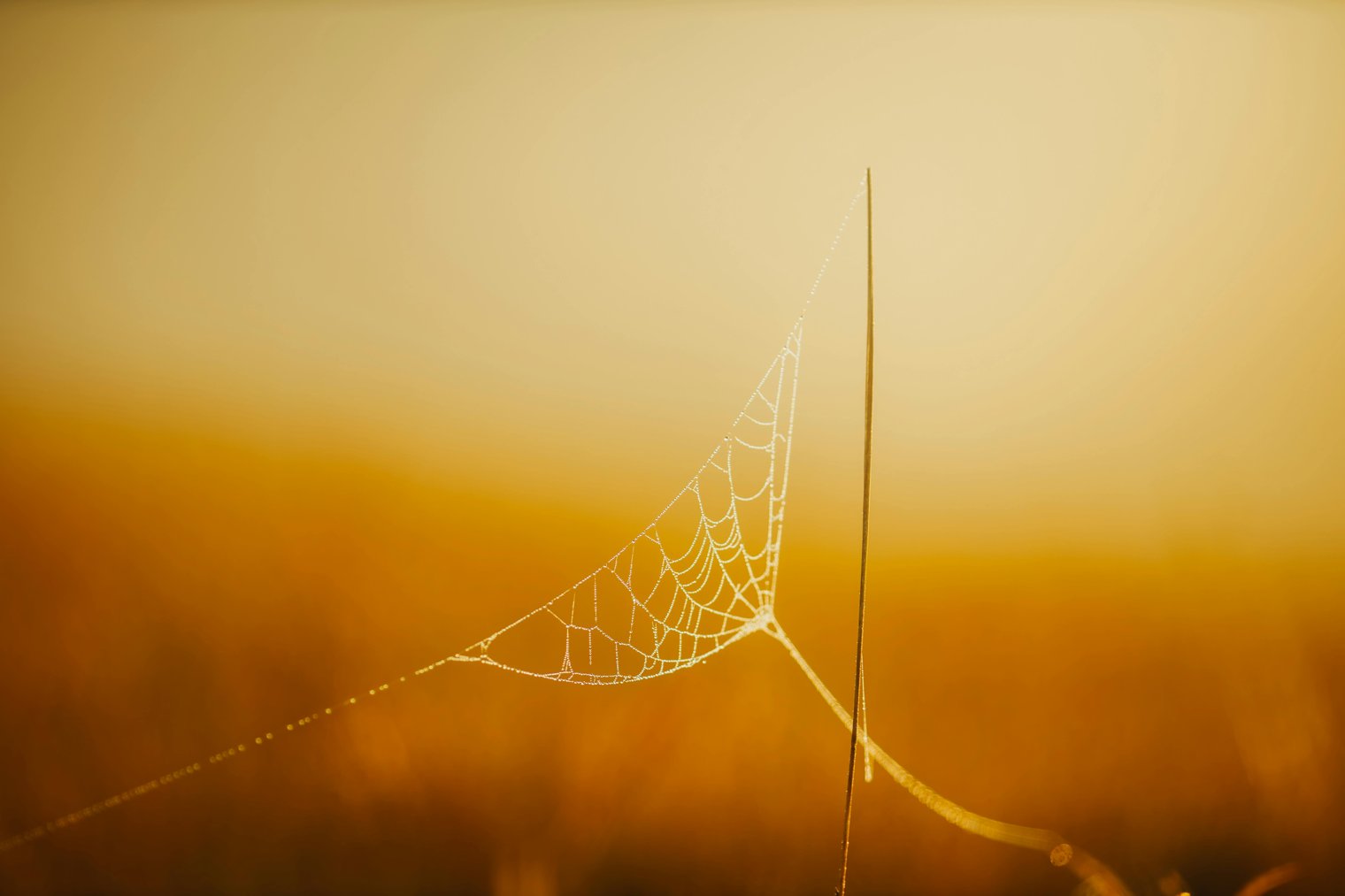 Watching a Spider Spin Its Web in the Early Morning Light