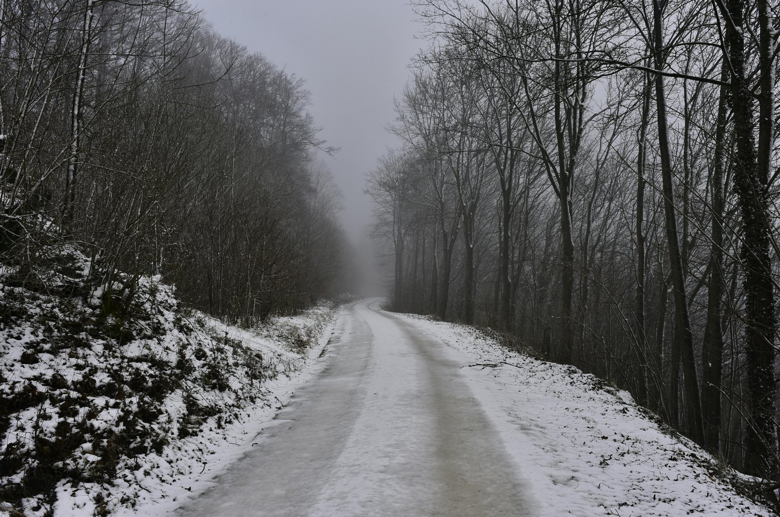 Strolling Through a Forest Path on a Foggy Morning