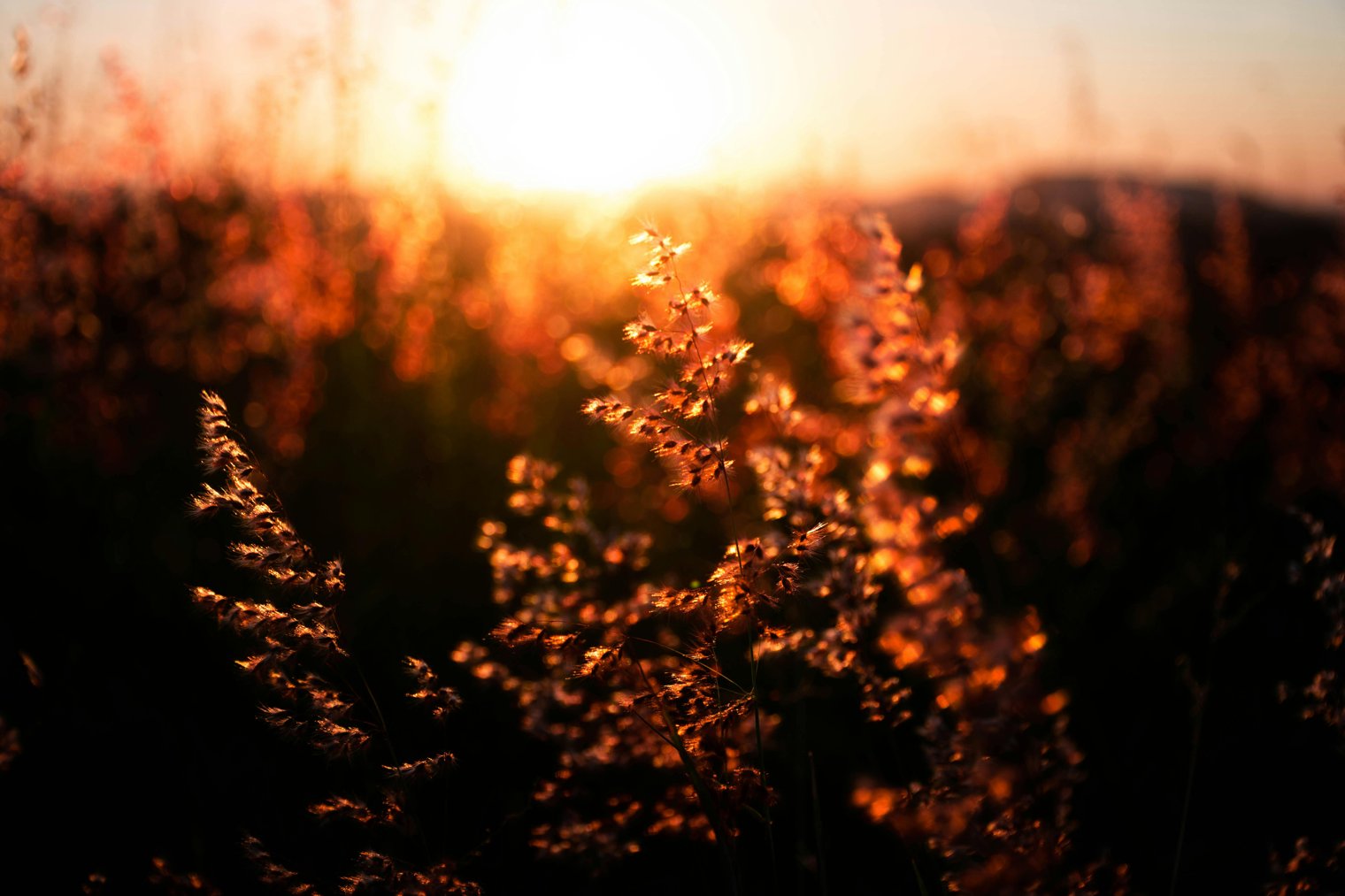 Walking Through a Flower Field at Sunset, The Soft Breeze Carrying the Scent of Wildflowers