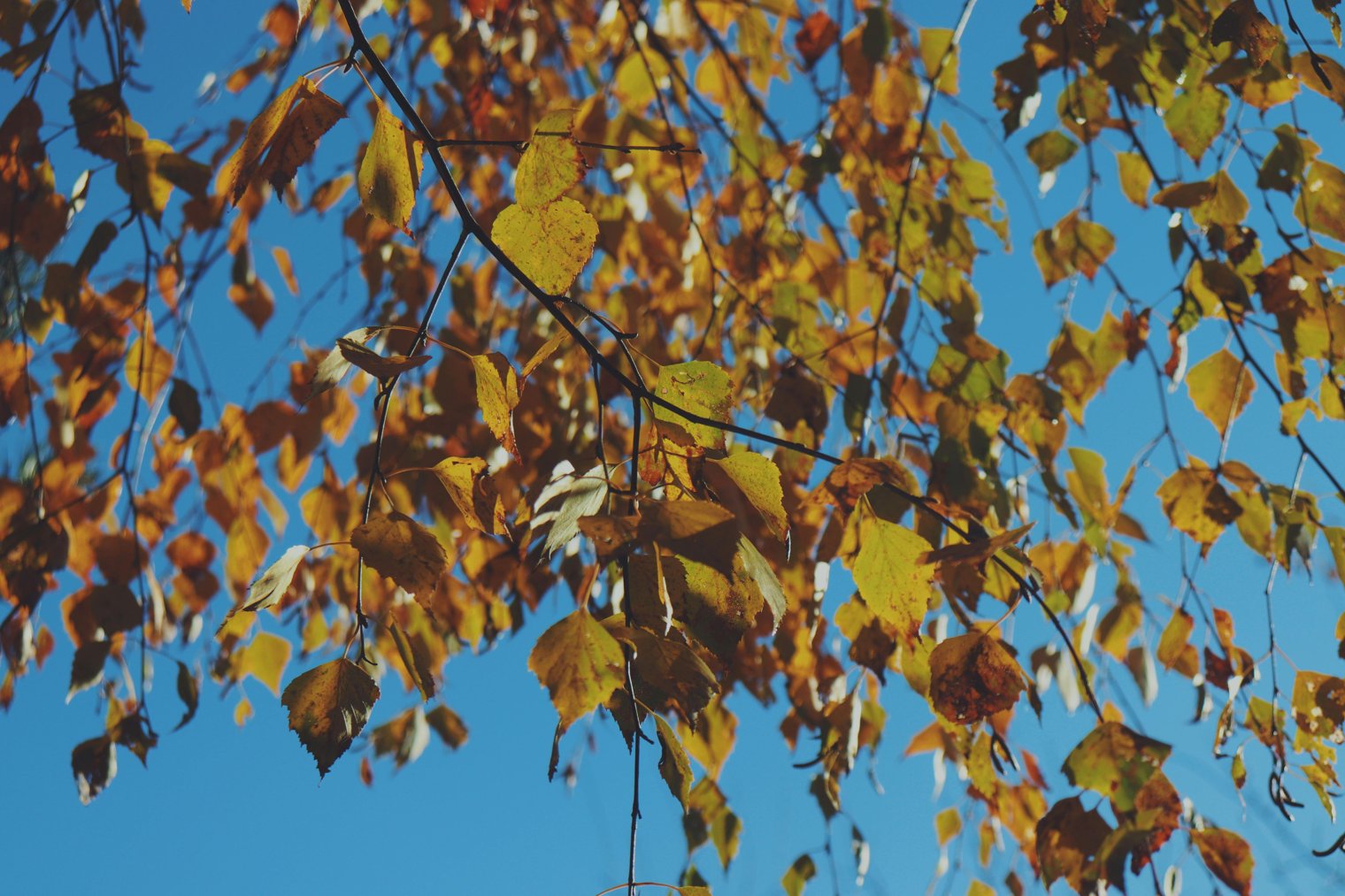 Watching the First Leaves Fall from a Tree in Autumn