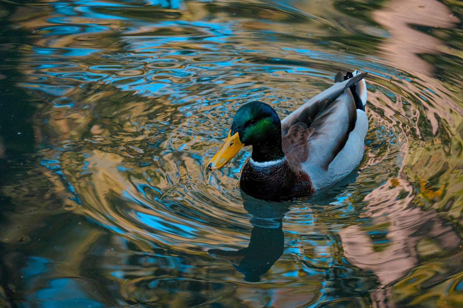 Floating Through America’s Natural Springs