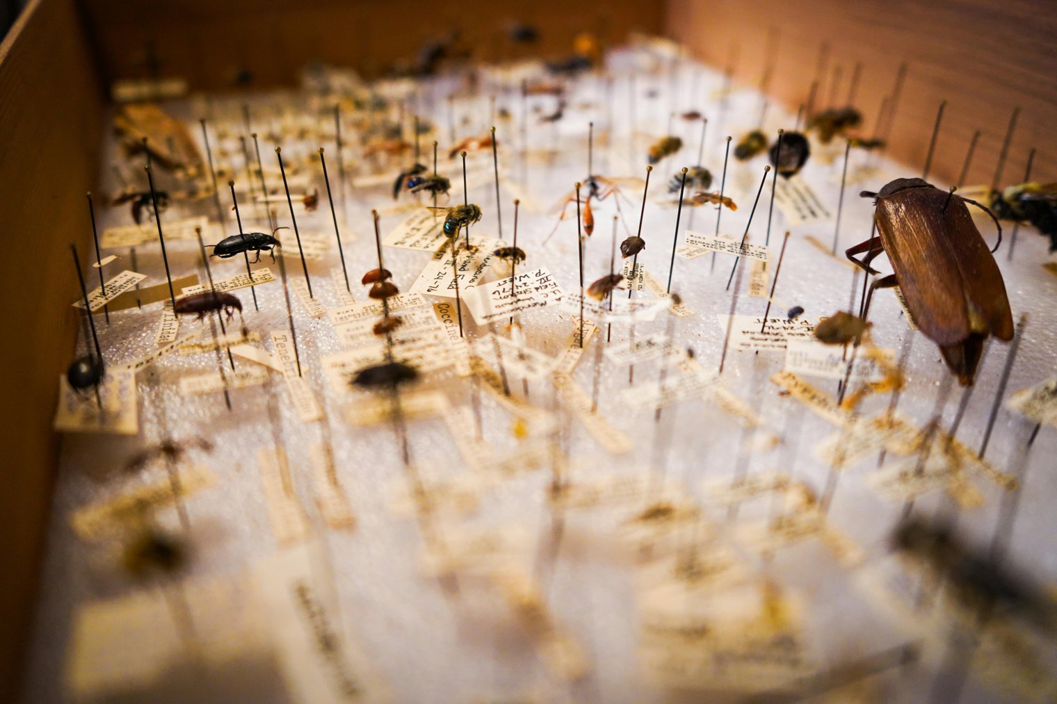 Collecting Pop Insect Collecting and Pinning Insects for a Collection - A1OP