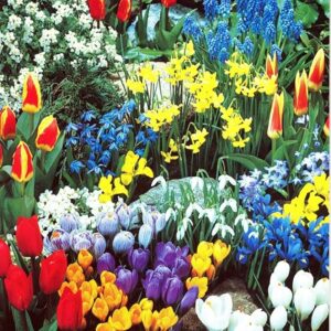 A Complete Spring Garden - 50 Bulbs for 50 Days of Continuous Blooms